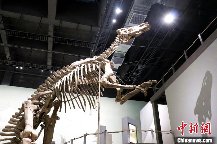 “巨型山东龙”在山东博物馆布展恐龙家族将集中亮相